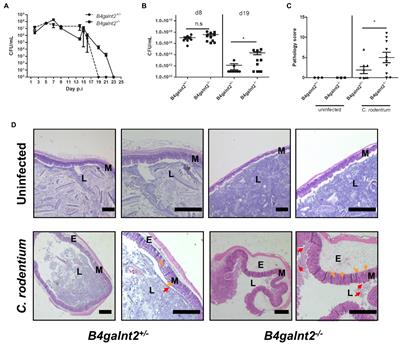B4galnt2-mediated host glycosylation influences the susceptibility to Citrobacter rodentium infection